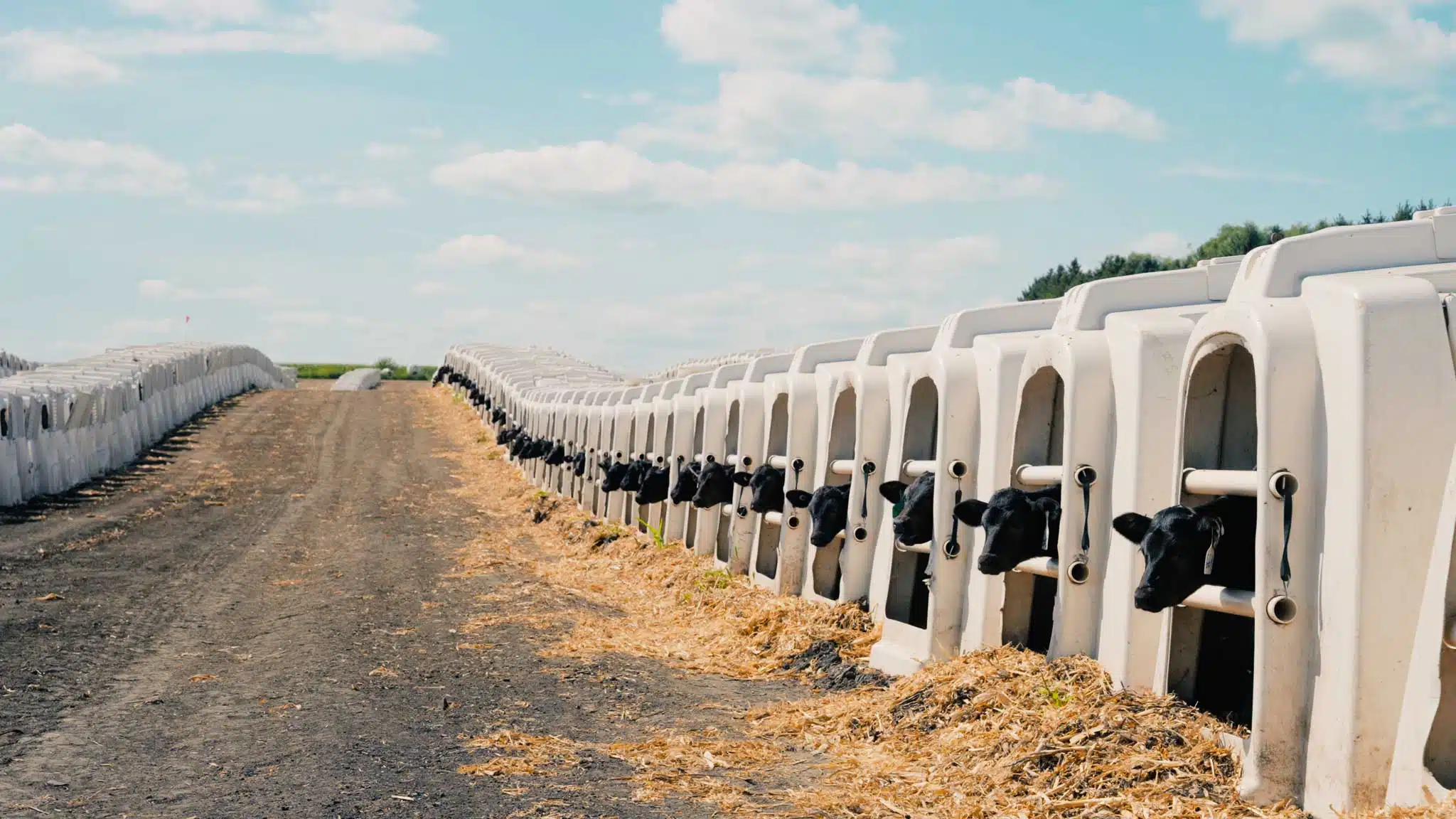 Cows in hutches, video production sioux falls