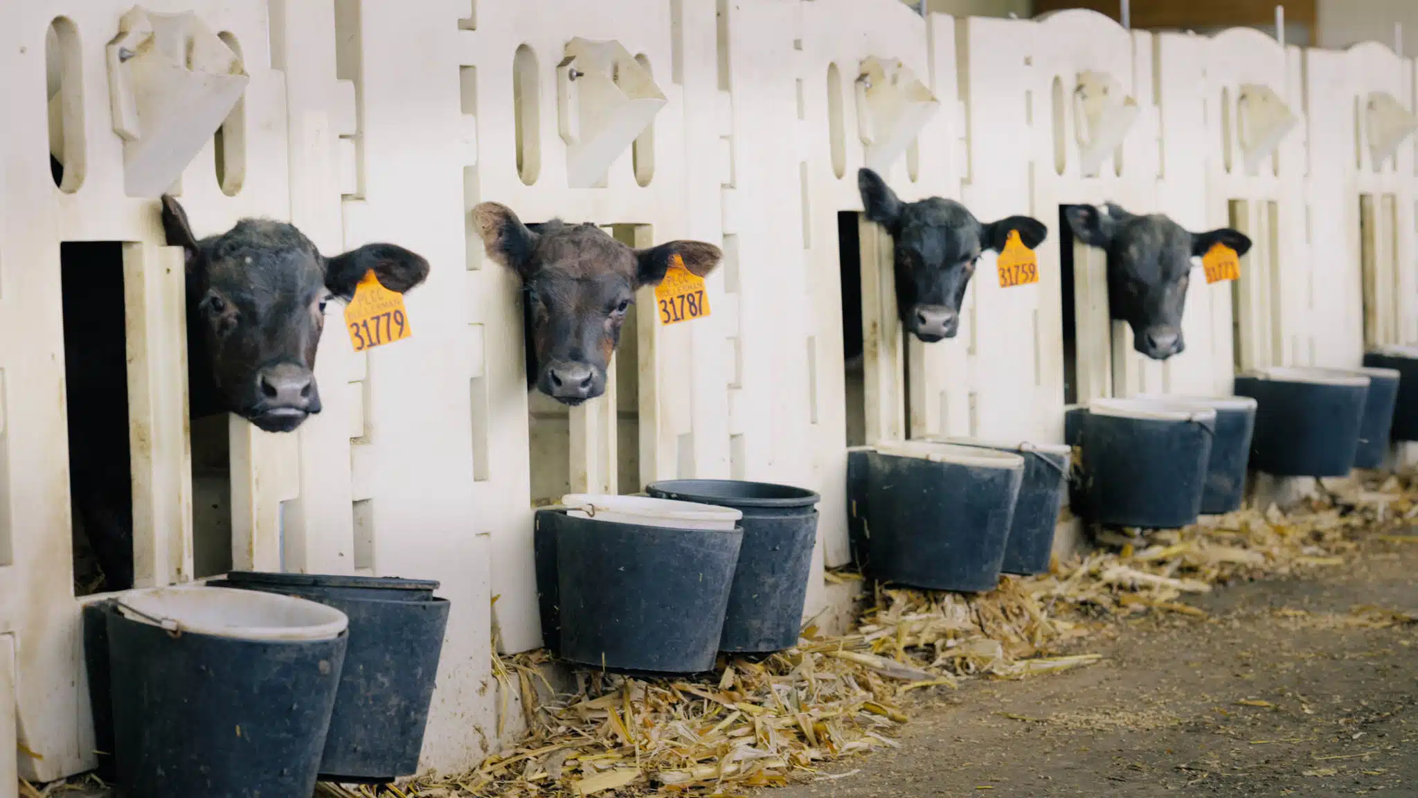Calfs in row of hutches Ralco Agriculture video production