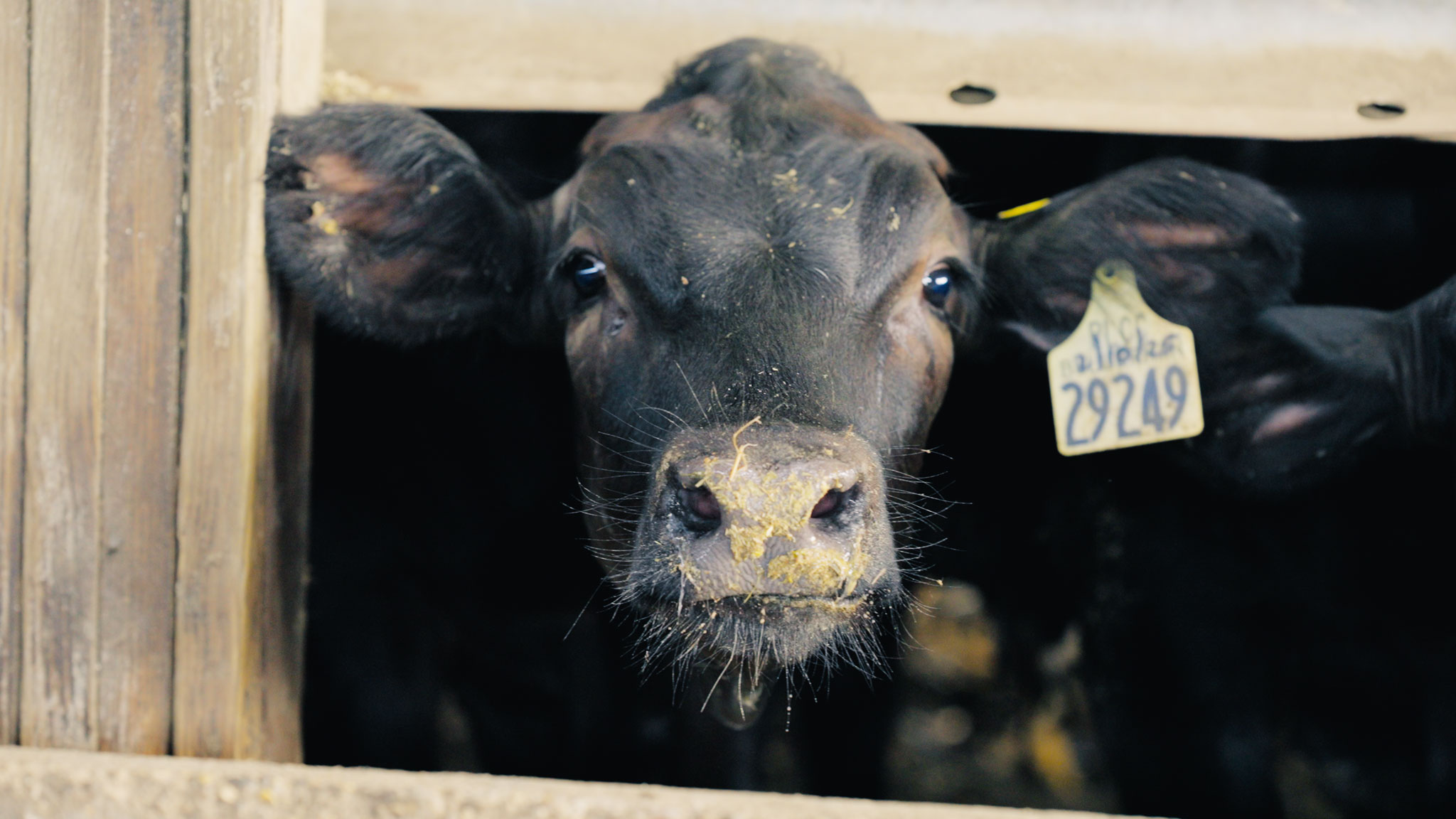Calf close up video production
